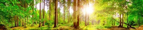 forest-1